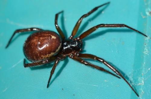 Réf. 311 878 : Steatoda nobilis